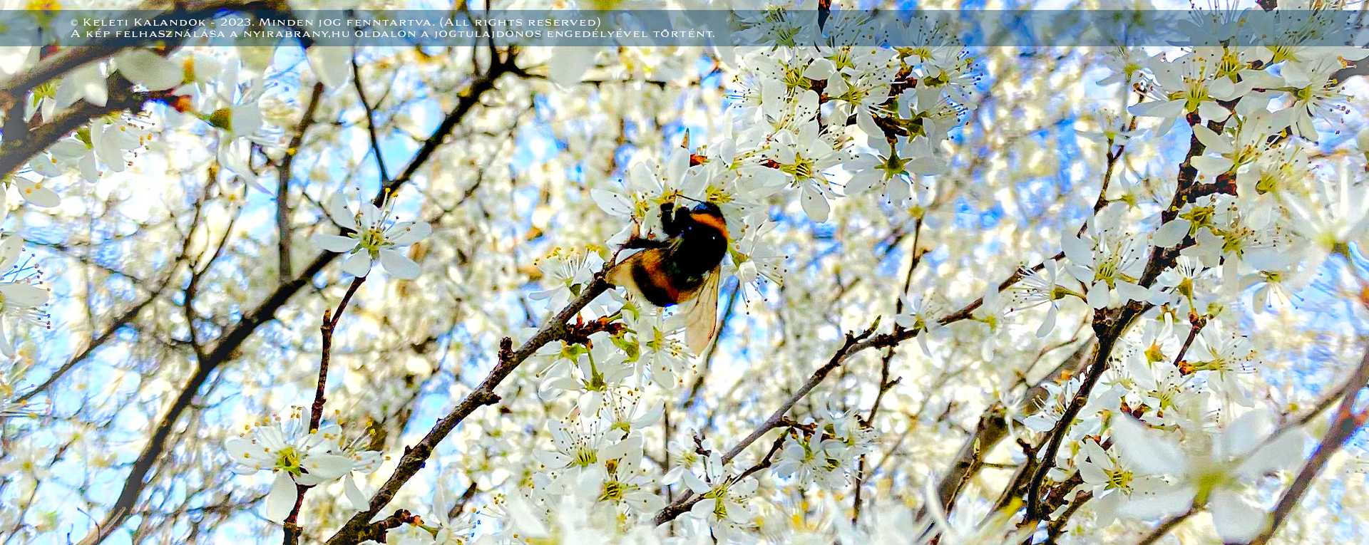 Tavaszi virágzás a Nyírábrányi Kis-Mogyorós Natura 2000 Természetvédelmi területen